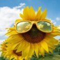Avatar USunflower GoTrendier