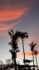 palm_angeles