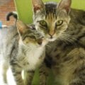 Avatar Catshopy GoTrendier