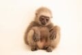 renataarat